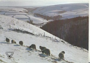 Devon Postcard - Malmsmead from County Gate - Winter - Showing Sheep    TZ5090
