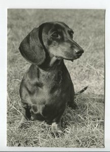 465697 USSR 1961 year photo of Eric Tylinik short-haired dachshund dog postcard