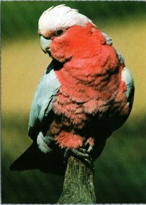 postcard Australian Birds - The Galah - parrot