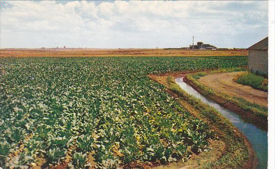 Irrigated Field Of Sugar Beets Columbia Basin Irrigation Project Washington