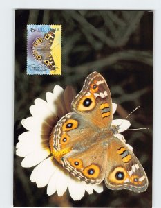 Postcard Meadow Argus (Junonia villida calybe)