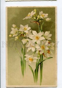 402794 NARCISSUS Flowers by C. KLEIN vintage RPPC