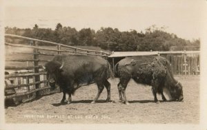 RP: CONCORD, New Hampshire, 1925; Buffalo at Log Cabin Zoo