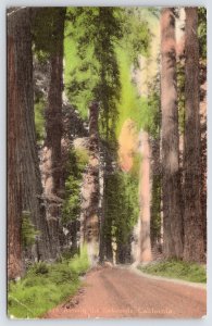 California~Handcolored~Road Along The Redwood Highway~Sunny Scenes, Inc~c1910 PC