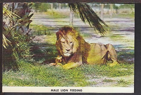 Male Lion Feeding Lion County Safari Postcard BIN 