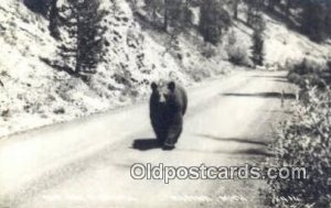 Alpena, Michigan, USA Bear Postcard