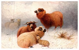 Sheep in Highlands in Winter