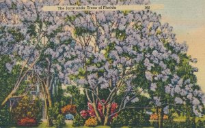 Jacaranda Flowering Trees of Florida - Linen