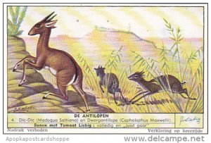 Liebig S1559 Antelopes No 4 Dic-Dic en Dwergantilope