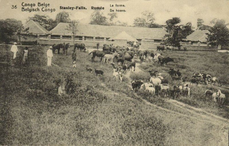 belgian congo, ROMÉE, STANLEY-FALLS, Farm with Cattle (1920s) Postcard (36)