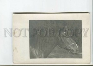 472000 Head of HORSE Bridle Vintage REAL PHOTO postcard