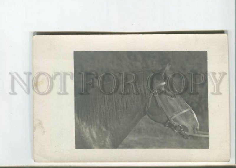 472000 Head of HORSE Bridle Vintage REAL PHOTO postcard