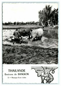 RPPC Thailande Environs de Bangkok Man with Cattle 4x6 Postcard