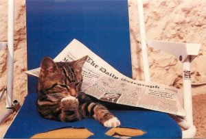 Cat Nipper`s Daily from an original by Elizabeth Titcomb postcard