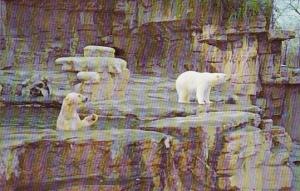 Missouri St Louis Polar Bears St Louis Zoo