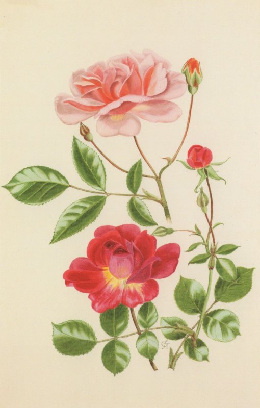 Auguste Gervais Alexandre Girault Rose Flowers Painting Postcard