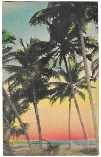 Coconut Palms on the Florida Coast, unused, hand colored