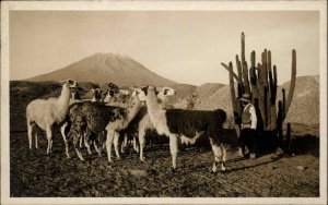 Peru South America ?? Mountain Alpacas Shepherd Real Photo Vintage Postcard