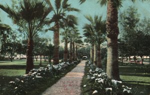 Vintage Postcard 1908 Palms and Lilies in a California Park CA Pub. Newman Park