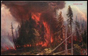 Forest Fire