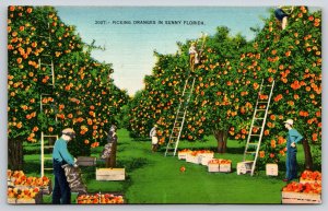 Florida~People Picking Oranges Orchard Scene~Ladder~Crates~Linen 1940s Postcard