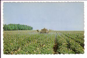 Potato in Bloom, Spraying, Upper Saint John River Valley, New Brunswick,  Pho...