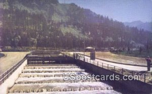 Bradford Island Fish Ladder - Bonneville Dam, Oregon OR  