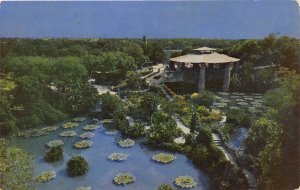 San Antonio Texas 1960s Postcard Sunken Gardens 