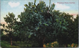 Prickley Pear Cactus Arizona Vintage Postcard C217