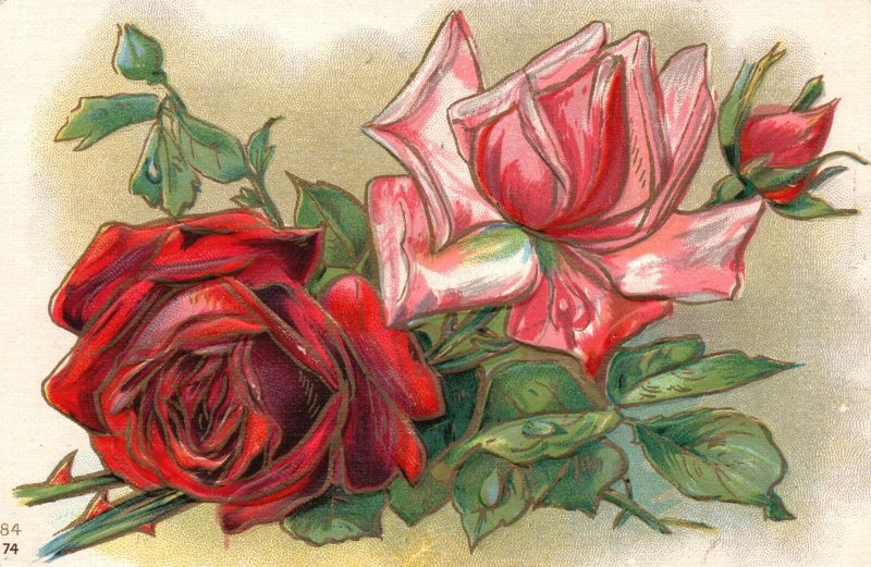 Vintage Postcard 1910's Portrait of a Beautiful Red & Pink Roses Flowers 