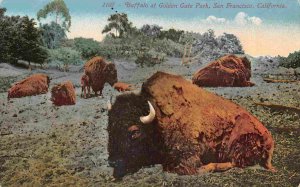 Bison Buffalo Golden Gate State Park San Francisco California 1910c postcard