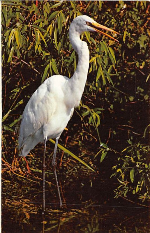 Egret Bird Unused 