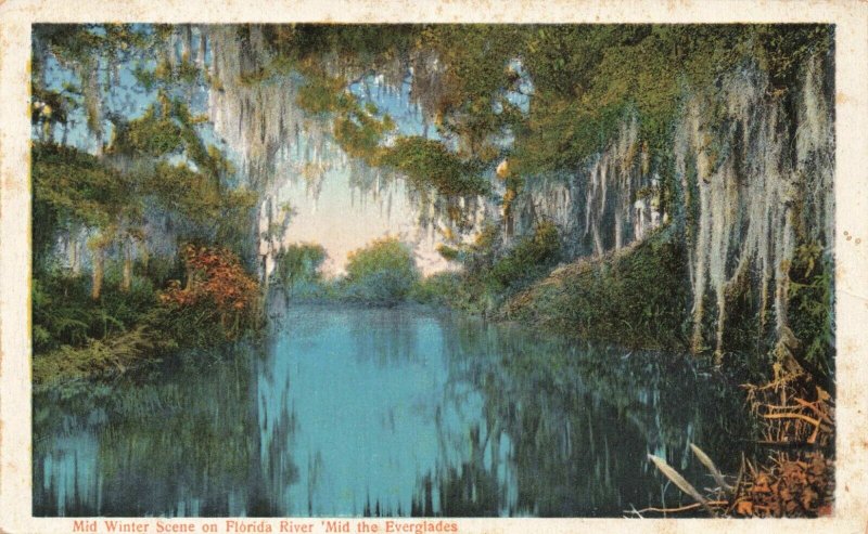 Postcard Mid Winter Scene Everglades Florida