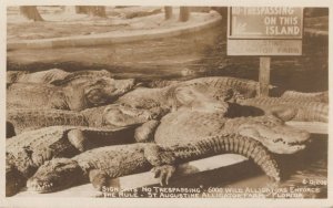 Trespassing St Augustine Alligator Park Antique American RPC Postcard