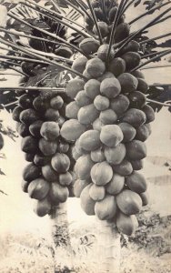 Real Photo Postcard Papaya Tree With fruit Growing on a Hawaiian Island~130298