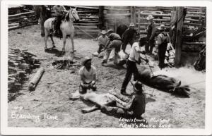 Branding Time Lewiston MT Montana Ranchers Cattle Cowboys RPPC Postcard E15