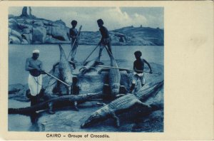 PC EGYPT, CAIRO, GROUPE OF CROCODILS, Vintage Postcard (b39475)