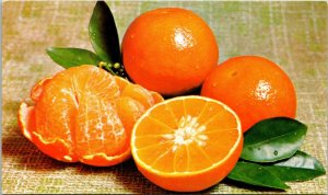 Sarasota Florida FL Temple Oranges Postcard 