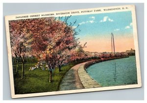 Vintage 1930's Postcard Japanese Cherry Blossoms Riverside Drive Washington DC