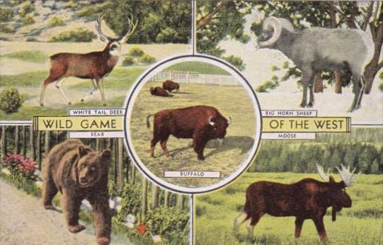 Wild Game Of The West Bear Moose White Tail Deer & Big Horn Sheep