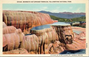 postcard Yellowstone National Park - Mammoth Hot Springs Terraces