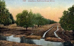 California Orange Grove - MIsc  