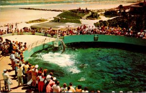 Florida Marineland Feeding Time At Marine Studios