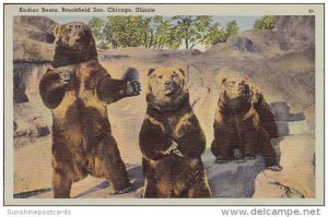 Kodiac Bears Brookfield Zoo Chicago Illinois 1945