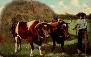 Farming Scene Ox Team and Hay Wagon 1914