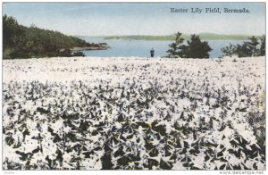 Easter Lily, BERMUDA, 00-10s