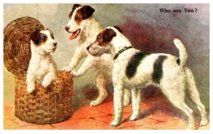 Dog ,  Fox Terriers