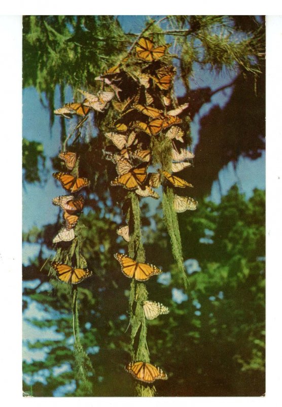 CA - Pacific Grove. Butterfly Trees Park, Monarch Butterflies