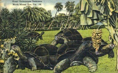 Galapagos Tortoises - Miami, Florida FL