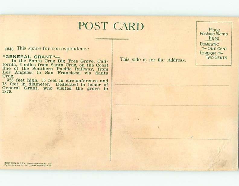 Divided-Back MAN BESIDE GENERAL GRANT TREE Santa Cruz CA t5593